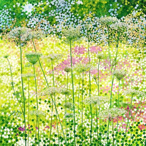 Queen Anne's Lace